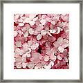 Closeup Of Pink Hydrangea Framed Print