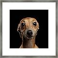 Closeup Portrait Italian Greyhound Dog Looking In Camera Isolated Black Framed Print
