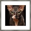 Closeup Portrait Of Grumpy Sphynx Cat Front View On Black Framed Print