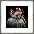 Closeup Yorkshire Terrier Dog, Long Groomed Hair Pity Looking Back Framed Print