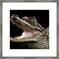 Closeup Young Cayman Crocodile, Reptile With Opened Mouth Isolated On Black Background Framed Print