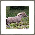 Cloud- Wild Stallion Of The West Framed Print