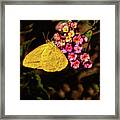 Cloudless Giant Sulfur Butterfly Framed Print