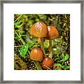 Clover Cover Framed Print