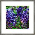 Clusters Of Wisteria Framed Print