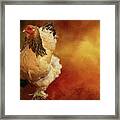 Cochin Chicken Framed Print