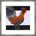 Cock-a-doodle-doo Framed Print