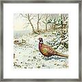 Cock Pheasant And Chaffinch Framed Print