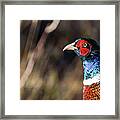 Cock Pheasant In Fall Framed Print