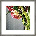 Cockscomb Bouquet 5 Framed Print