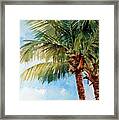 Coconut Palm Framed Print