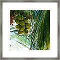 Coconuts Framed Print