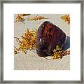 Cocout And Seaweed Framed Print