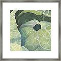 Cold Crop Framed Print