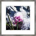 Cold Hyacinth Framed Print