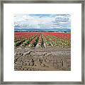 Cold Wet Tulip Viewers Framed Print