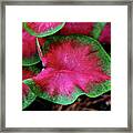 Caladium Variation Framed Print