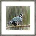 Collared Imperial Pigeon Framed Print