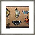Collector - Lepidopterist - My Butterfly Collection Framed Print