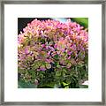 Color-changing Little Lime Hydrangea Framed Print