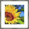 Color Me Happy Sunflower Framed Print