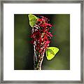 Color On Citico Framed Print