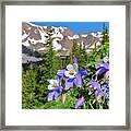 Colorado Blue Columbine Framed Print