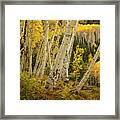 Colorado Fall Aspen Grove Framed Print
