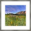 Colorado Wildflowers Framed Print