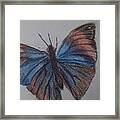 Colored Butterfly Framed Print