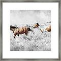 Colored Horses Framed Print