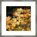 Colored Maple Leaves Framed Print