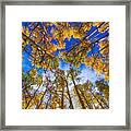 Colorful Aspen Forest Canopy Framed Print