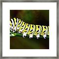 Colorful Caterpillar 015 Framed Print
