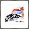 Colorful Chaffinch Framed Print