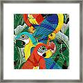 Parrot Art Prints - Introverted Parrots Framed Print