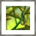Colorful Gecko Framed Print
