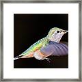 Colorful Hummingbird Framed Print