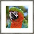 Colorful Macaw Looking Left Framed Print