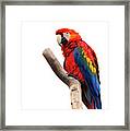 Colorful Portrait Of Scarlet Macaw - Ara Macao Art Framed Print