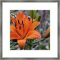 Colorful Raindrops Framed Print