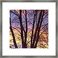 Colorful Tree Branches Night Framed Print