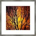 Colorful Tree Silhouettes Framed Print