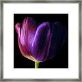 Colorful Tulip Macro Framed Print