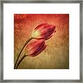 Colorful Tulips Textured Framed Print