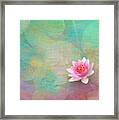 Colorful Waterlily Framed Print
