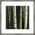 Texture Of A Forest Framed Print