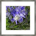 Colors Of Nature 6 Framed Print
