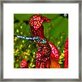 Colors Of Nature - Profile Of A Dragonfly 003 Framed Print