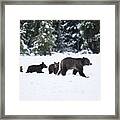 Come Along - Grizzly Family Framed Print